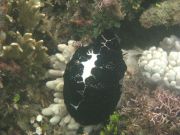 cyprea  