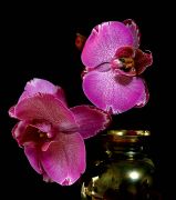 ���������� ����.