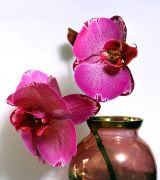 ���������� ����.