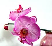 ���������� ����.