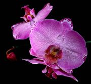 ���������� ����.