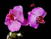 ���������� ����.