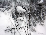IMG 2939aa