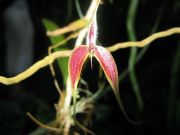 Bulbophyllum blumei