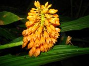 Calanthe pulchra