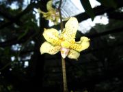   Dimorphorchis rossii