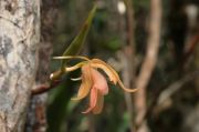 oelogina cuprea