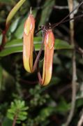  Nepentes gracilis
