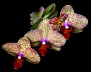 ���������� ���������