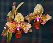 ���������� ���������