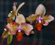 ���������� ���������