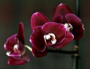 ���������� ���������