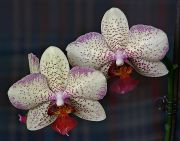 ���������� ���������