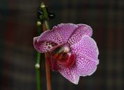 ���������� ���������