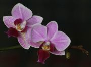 Phalenopsis schilleriana