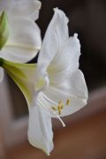 Amaryllis