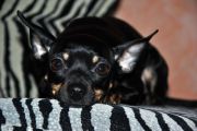 Kika