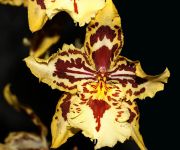 Wilsonara Quedlingburg