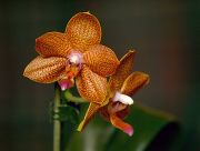 Phalenopsis Barbara Moler x venosa