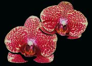 ���������� ���������