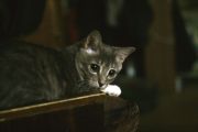 cat2