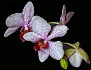 Phalenopsis Helsinki