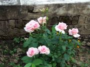 DSCF0096