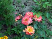 DSCF0097