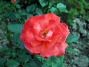 DSCF0099