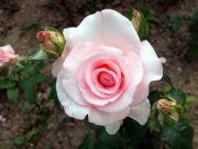 DSCF0100
