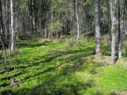 IMG 0535