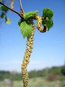 IMG 0711-