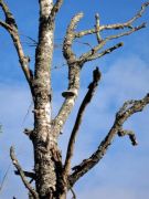 IMG 0902-