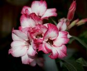 Adenium Camelo