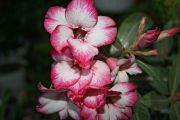 Adenium Camelo