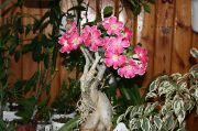 Adenium Fancy