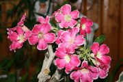 Adenium Fancy