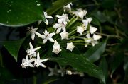 Hoya multiflora