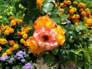 DSCF0388