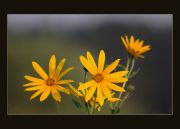 �����...�������� �����...