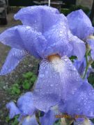 ����������� 2225