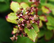 ������� �����