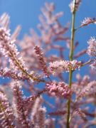 ������� ����