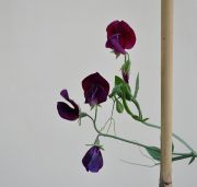 ������� �������