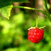 ������ ��� �������