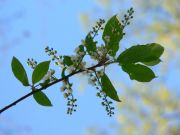 ������� �����