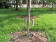   (Grey Squirrel)