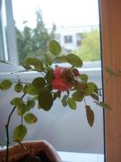 ���������� ����