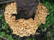 ��������� �����