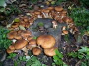 ������� ��������� ����